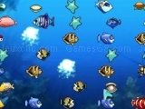 Jeu couple fishes