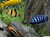 Jeu hidden objects - under water